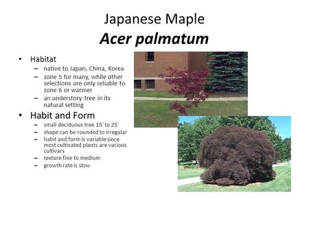 Japanese Maple Acer palmatum Habitat – native to Japan, China, Korea – zone 5 for many, while other selections are only reliable to zone 6 or warmer –
