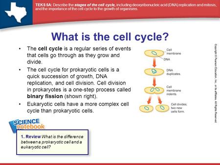 What is the cell cycle? The cell cycle is a regular series of events that cells go through as they grow and divide. The cell cycle for prokaryotic cells.
