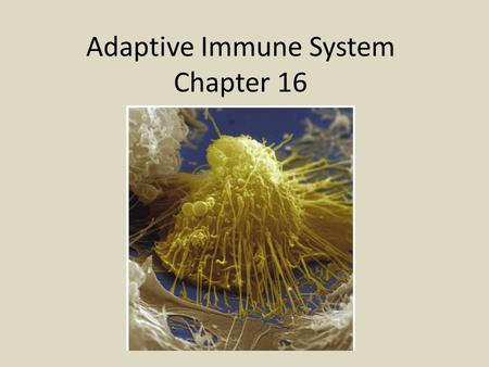 Adaptive Immune System Chapter 16