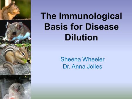 The Immunological Basis for Disease Dilution Sheena Wheeler Dr. Anna Jolles.