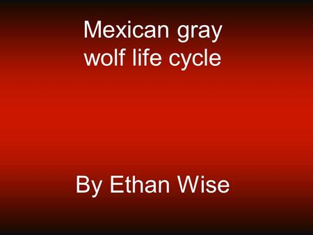 Mexican gray wolf life cycle