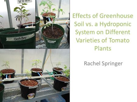 Effects of Greenhouse Soil vs. a Hydroponic System on Different Varieties of Tomato Plants Rachel Springer.