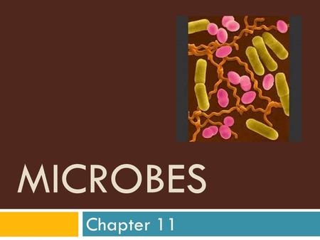 MICROBES Chapter 11. Standard Course of Study  6.03: Compare the life functions of protists.  7.01: Compare and contrast microbes.  Students will be.