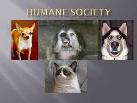 We didn’t know much about the humane society when we selected it as our inquiry project. All we knew was the basic information. We knew that the humane.