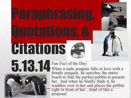 Paraphrasing, Quotations, & Citations 5.13.14 Fun Fact of the Day: When a male penguin falls in love with a female penguin, he searches the entire beach.