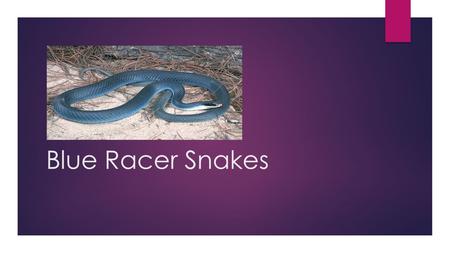 Blue Racer Snakes What Do Blue Racer Snakes Eat? BLUE RACER SNAKES EAT FROGS.