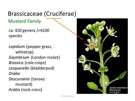 Brassicaceae (Cruciferae) Mustard Family ca. 420 genera />4100 species Lepidium (pepper grass, whitetop) Sisymbrium (London rocket) Brassica (cole crops)