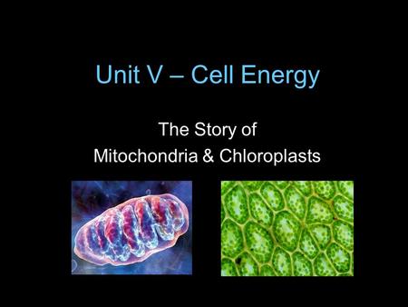 Unit V – Cell Energy The Story of Mitochondria & Chloroplasts.
