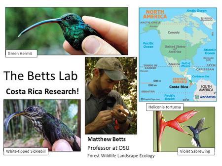 The Betts Lab Matthew Betts Professor at OSU Forest Wildlife Landscape Ecology Costa Rica Research! Green Hermit White-tipped SicklebillViolet Sabrewing.