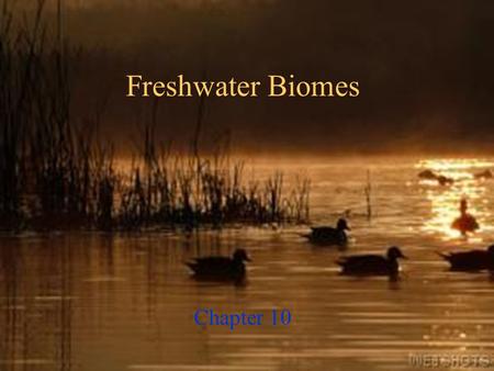 Freshwater Biomes Chapter 10 Objectives  Describe the factors that characterize the various types of aquatic biomes. 10.1 Aquatic Biomes.