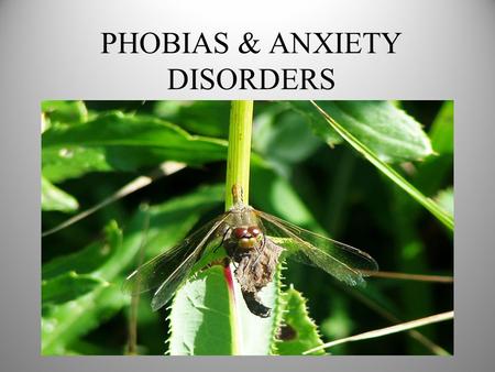 PHOBIAS & ANXIETY DISORDERS STATISTICS ON ANXIETIES 5-10% of the population have anxiety at any one time, but many people do not seek help. More women.
