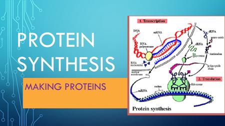 Protein synthesis Making proteins.