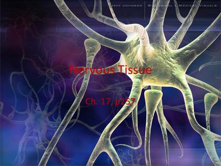 Nervous Tissue Ch. 17, p257. Nervous Tissue Neurons Neuroglia – CNS: Astrocytes Oligodendrocytes Microglia Ependymal Cells – PNS: Schwann Cells Satellite.