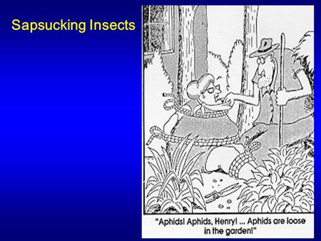 Sapsucking Insects. OBJECTIVES OF SAPSUCKING INSECTS At the end of this section students should be able to: 1) Describe the symptoms and damage of sapsucking.