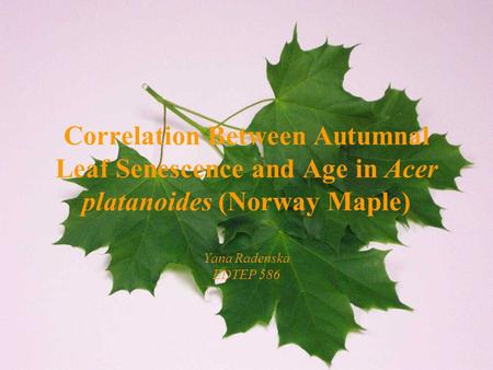 Correlation Between Autumnal Leaf Senescence and Age in Acer platanoides (Norway Maple) Yana Radenska EDTEP 586.