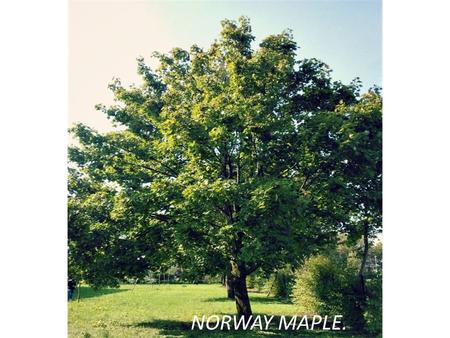 NORWAY MAPLE.. It is a deciduous tree growing to 20– 30 m in height with a trunk up to 1.5 m in diameter, and a broad, rounded crown. The bark is grey-brown.