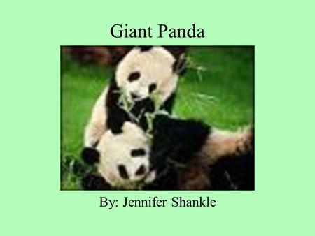 Giant Panda By: Jennifer Shankle Taxonomy Class: Mammalia Order: Carnivora Family: Ursidae Genus: Ailuropoda Species: melanoleuca.