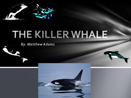 By: Matthew Adams. Classification Physical characteristics 1.The orca’s eye is below the eye spot 2.It has a saddle behind the dorsal fin 3.Female dorsal.