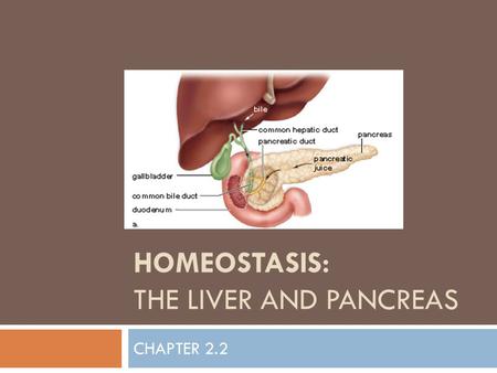 HOMEOSTASIS: THE LIVER AND PANCREAS CHAPTER 2.2. Overview  Mammalian Liver  Anatomy  Functions Lipid Regulation Protein and Amino Acid Regulation Blood.