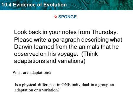 SPONGE Look back in your notes from Thursday. Please write a paragraph describing what Darwin learned from the animals that he observed on his voyage.