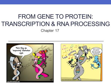 FROM GENE TO PROTEIN: TRANSCRIPTION & RNA PROCESSING Chapter 17.