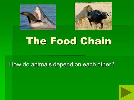 How do animals depend on each other?