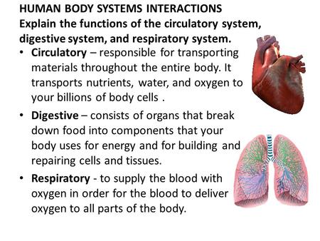 HUMAN BODY SYSTEMS INTERACTIONS Explain the functions of the circulatory system, digestive system, and respiratory system. Circulatory – responsible for.