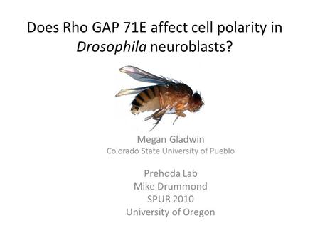 Does Rho GAP 71E affect cell polarity in Drosophila neuroblasts? Megan Gladwin Colorado State University of Pueblo Prehoda Lab Mike Drummond SPUR 2010.