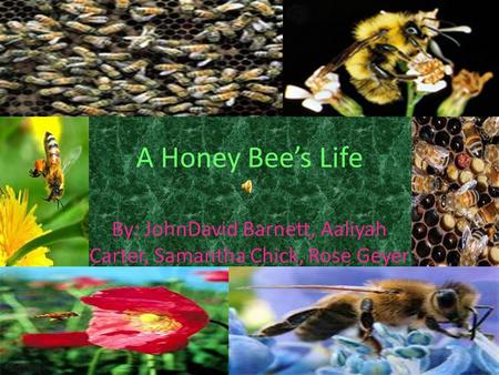 A Honey Bee’s Life By: JohnDavid Barnett, Aaliyah Carter, Samantha Chick, Rose Geyer.