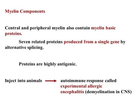 Myelin Components Central and peripheral myelin also contain myelin basic proteins. Seven related proteins produced from a single gene by alternative splicing.