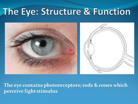 The Eye: Structure & Function