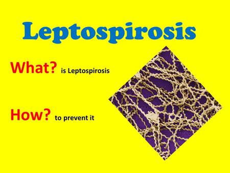 What? is Leptospirosis How? to prevent it