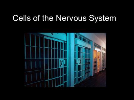 Cells of the Nervous System. Two Broad Classes of Cells in the Nervous System 1. Nerve cells (neurons) 2. Support cells (glia) Neurons come in many different.