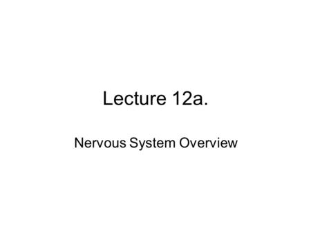Lecture 12a. Nervous System Overview. Topics Divisions of the NS: CNS and PNS Structure and types of neurons Synapses Structure and function of glia in.