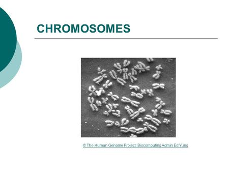 CHROMOSOMES © The Human Genome Project: Biocomputing Admin Ed Yung.
