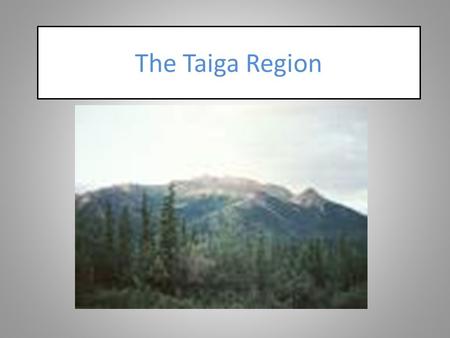 The Taiga Region. Information of the Taiga The Taiga is in the northern hemisphere but below the Tundra. It has many animals, trees, and mountains. Unlike.