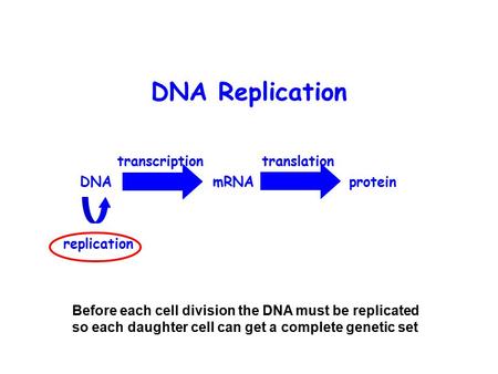 DNA Replication DNA mRNA protein transcription translation replication Before each cell division the DNA must be replicated so each daughter cell can get.