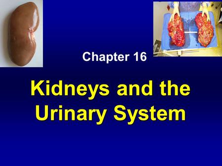 Kidneys and the Urinary System Kidneys and the Urinary System Chapter 16.