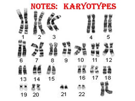 Notes: Karyotypes s.