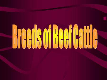 Breeds of Beef Cattle.