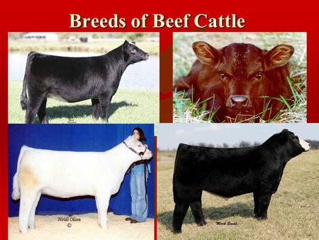 Breeds of Beef Cattle The Beef Industry ã ãProduces 45% of all livestock cash receipts. ã ãAn average person may consume 100 or more lbs. Of beef per.