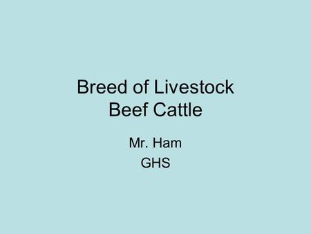 Breed of Livestock Beef Cattle Mr. Ham GHS. English Breeds Angus Hereford Short Horn.