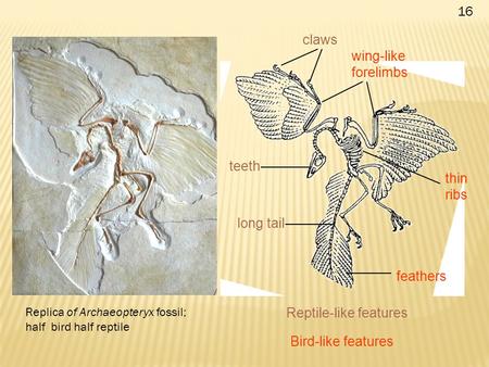 Feathers claws thin ribs teeth long tail wing-like forelimbs Reptile-like features Bird-like features Replica of Archaeopteryx fossil; half bird half reptile.