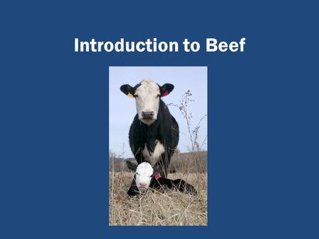 Introduction to Beef. Objectives Identify major Beef breeds and their traits Predict the traits that would result from crossbreeding Interpret the importance.