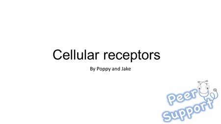 Cellular receptors By Poppy and Jake. Intracellular receptors Where are they? What binds to them? Intracellular (duh) Some are in the cytoplasm and some.