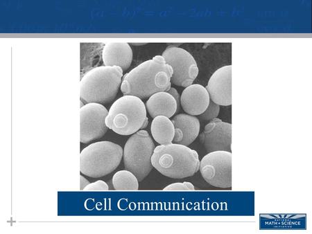 Cell Communication. Communication Between Cells 2 Yeast Cells Signaling Two mating types α cells have receptor sites for the a factor and also produce.