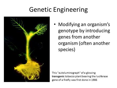 Genetic Engineering Modifying an organism’s genotype by introducing genes from another organism (often another species) This autoluminograph of a glowing.