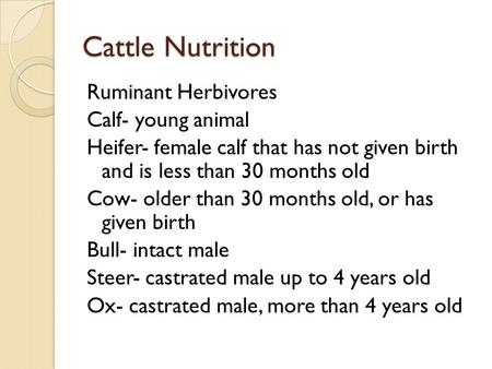 Cattle Nutrition Ruminant Herbivores Calf- young animal Heifer- female calf that has not given birth and is less than 30 months old Cow- older than 30.