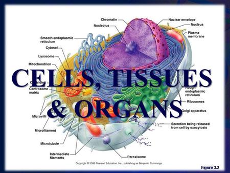 CELLS, TISSUES & ORGANS.