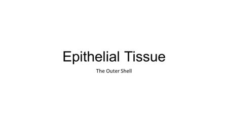 Epithelial Tissue The Outer Shell.